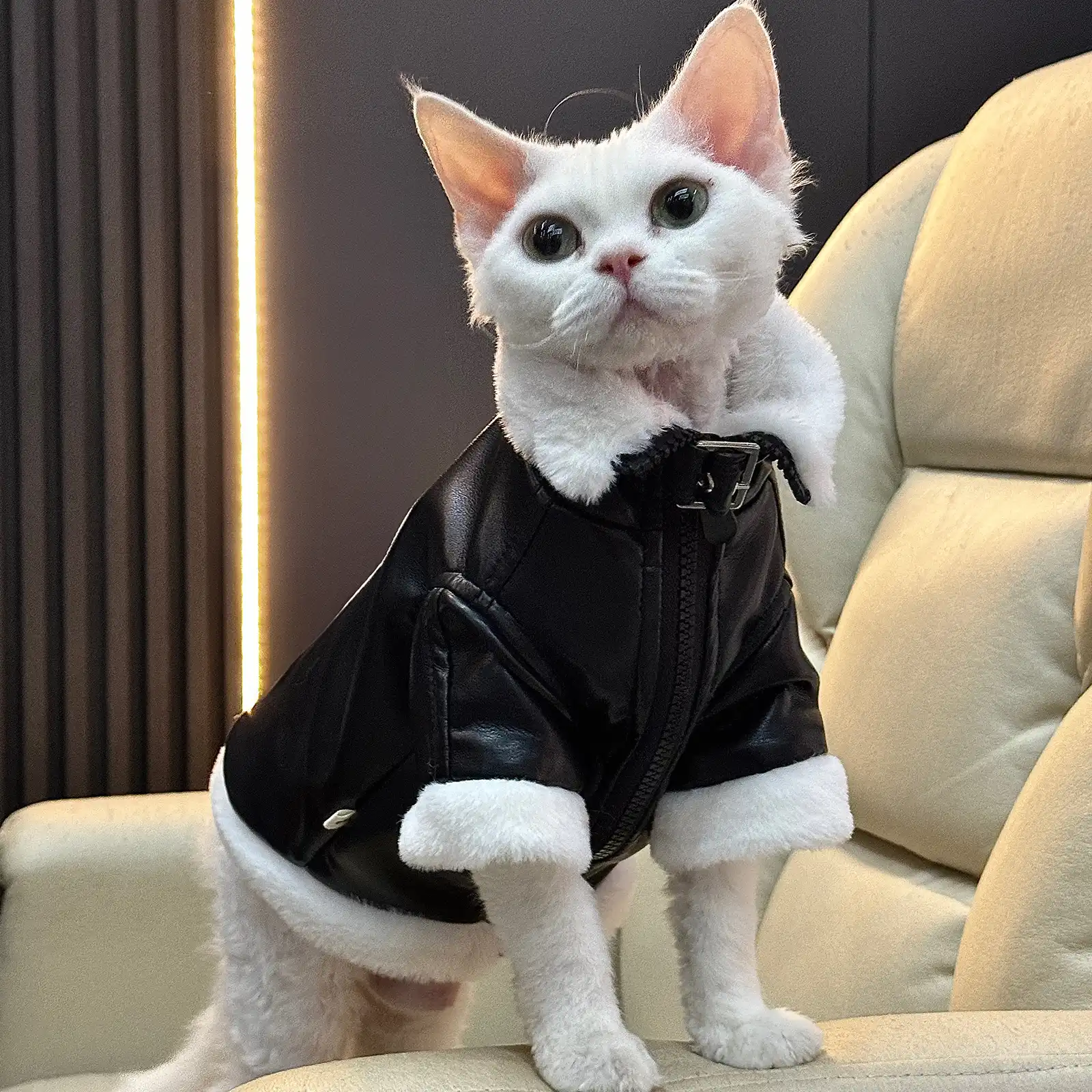 Cat Jacket